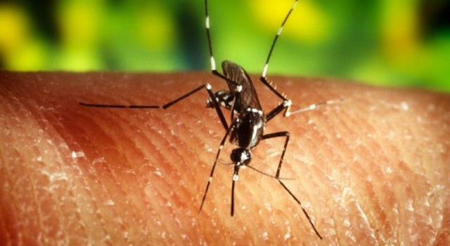 ¿Qué es la fiebre por virus Zika?